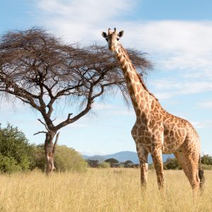 Custom Photo Printing Service