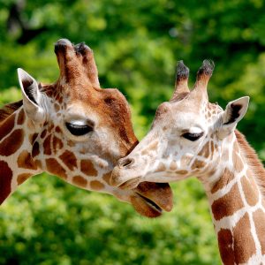 DVD and CD Duplication Services